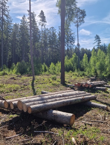 Kůrovec je na ústupu z vojenských lesů