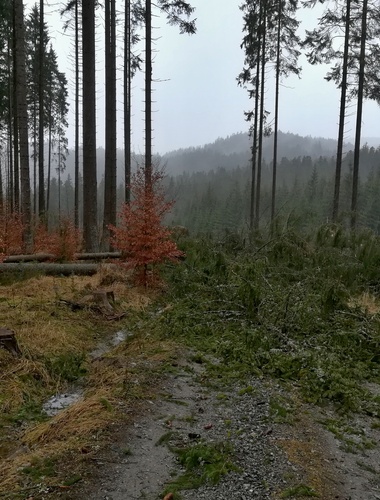 Poryvy větru způsobily VLS menší škody na Šumavě