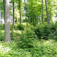 Šumava