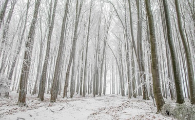 Upozornění na zákaz vstupu do lesů na Karlovarsku a Ústecku