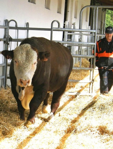 Steaky, guláš, výstavy i soutěže: Chovatelský den 2015 přilákal davy 