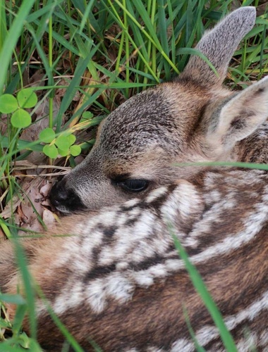Kampaň na záchranu zvířat při senosečích se opět rozjela od 1. května. Podpořte ji!