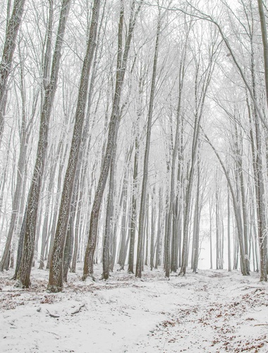 Upozornění na vstup do lesů na Karlovarsku