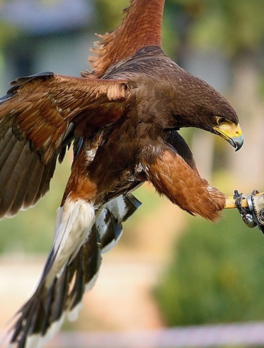 Největší myslivecká událost na Karlovarsku představí křídla dravců