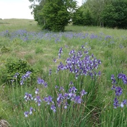 kosatec sibiřský Iris sibirica