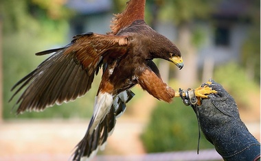 Největší myslivecká událost na Karlovarsku představí křídla dravců