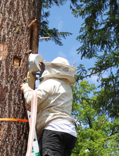 Na Brdech ožila první brť, středověký chov včel v dutinách stromů se vrátil do lesů VLS