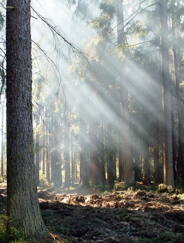 Mezinárodní workshop propojil odborníky zabývající se adaptací lesů na změnu klimatu