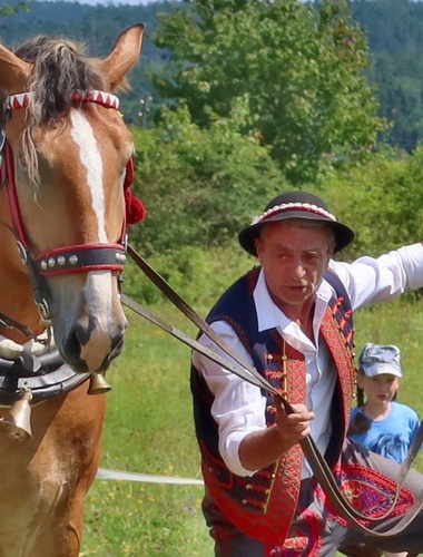 V Brdech se odehraje „Lesní bitva“ tažných koní