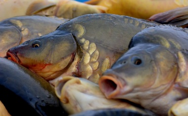 Sádky v Mirošově spustí předvánoční prodej ryb z Padrtí v pátek 17. prosince