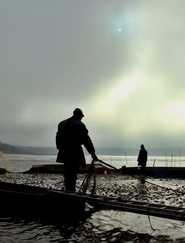 Sádky v Mirošově spustí prodej ryb z Padrťských rybníků