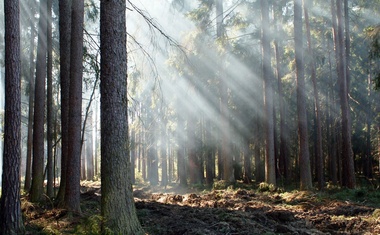 Mezinárodní workshop propojil odborníky zabývající se adaptací lesů na změnu klimatu