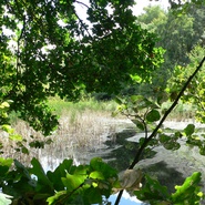 Knížecí rybník, Mimoň
