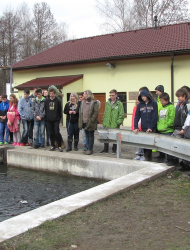 Tření pstruhů ve Chvalšinách asistovaly desítky dětí