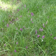 prstantec májový Dactylorhiza majalis