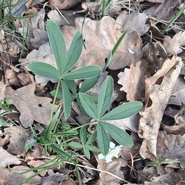 mochna bílá Potentilla alba