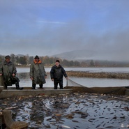 Výlov Olšiny 2016