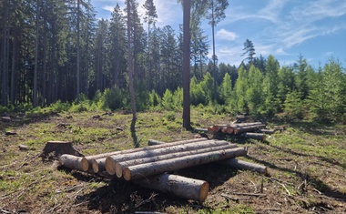 Kůrovec je na ústupu z vojenských lesů