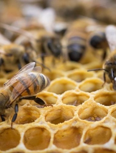 Vojenské lesy otevřou své přírodní lokality včelařům