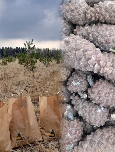 Nový semenný sad na Královéhradecku zajistí ročně milion sazenic borovice na obnovu lesů v Ralsku