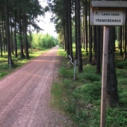 Třemošenská lesní cesta