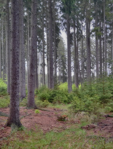 Přírodě blízký způsob hospodaření Vojenských lesů v Brdech získal podporu Evropské unie v rámci programu LIFE