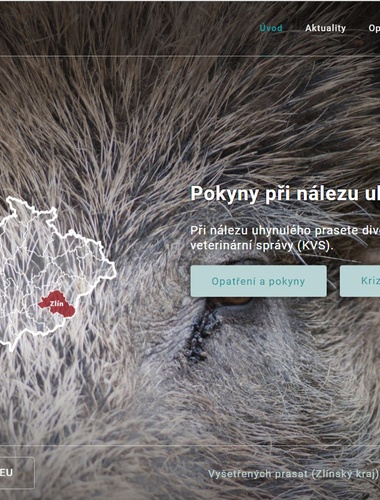 Vše o africkém moru prasat na webu