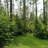 Drahanská vrchovina