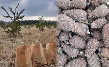Nový semenný sad na Královéhradecku zajistí ročně milion sazenic borovice na obnovu lesů v Ralsku