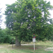 Buk lesní - divize Hořovice