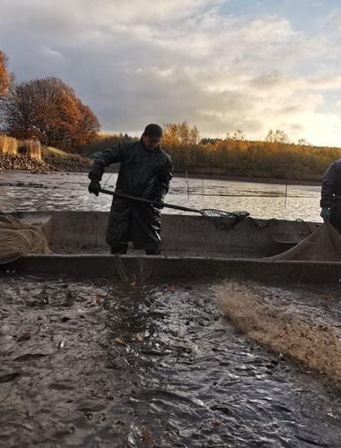 VLS vylovily Dolejší Padrťský rybník, ryby z čisté brdské přírody budou k dostání v Mirošově