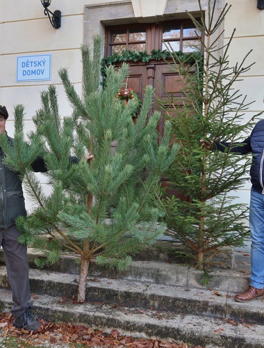 Vánoční stromky z Ralska míří do dětských domovů i domovů pro seniory na Liberecku