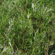 vrba rozmarýnolistá Salix rosmarinifolia