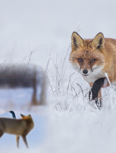 „Fotografující porybný“ VLS Lukáš Kovár vyhrál prestižní soutěž Czech Nature Photo
