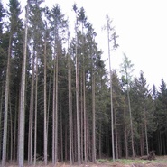 Kalamita u divize VLS Lipník n. B., 2015