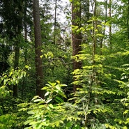 Drahanská vrchovina