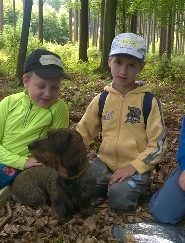 Jak se hladí buk, a jak borovice